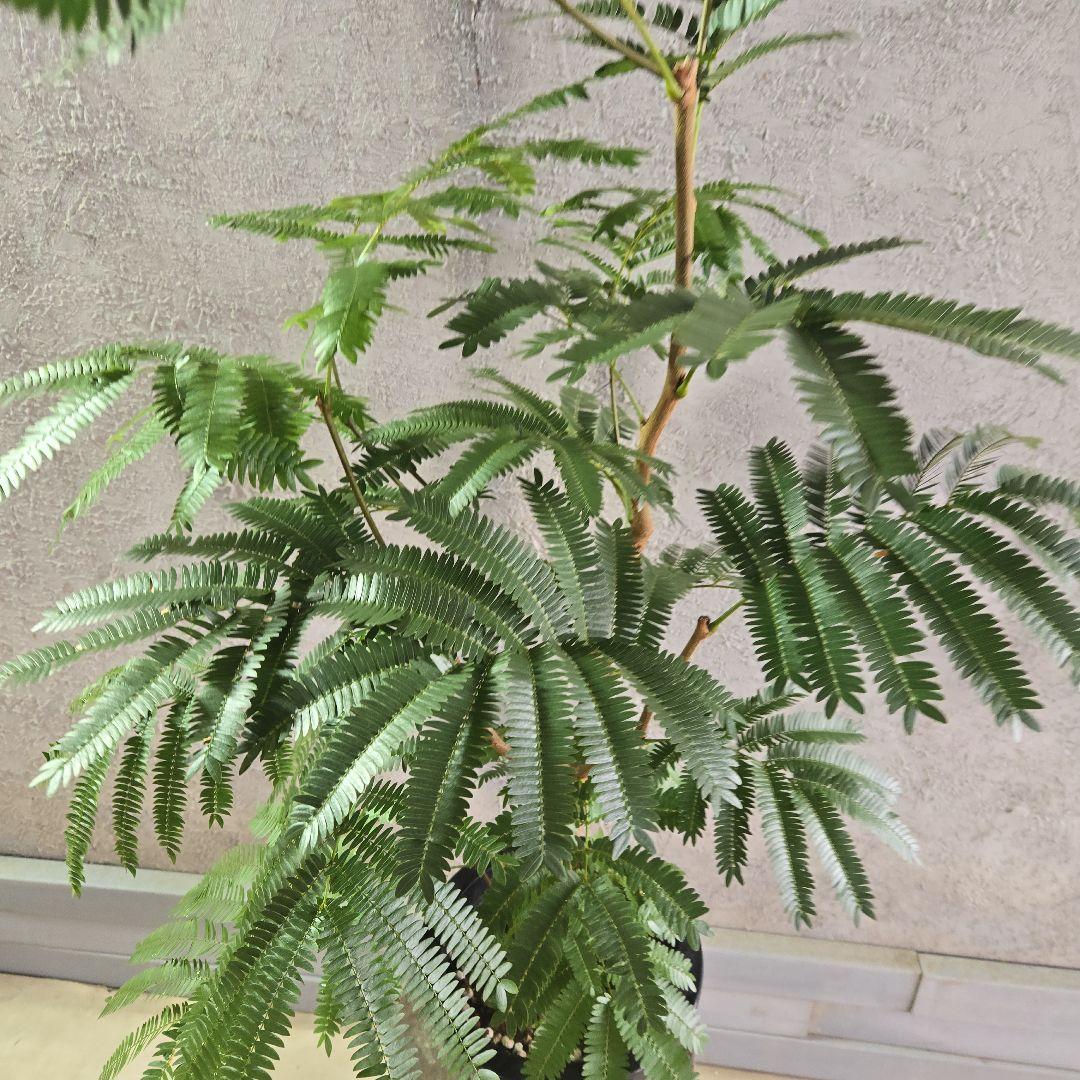 ⑤　エバーフレッシュ　8号特大苗木最高等級極上品‼️　極太