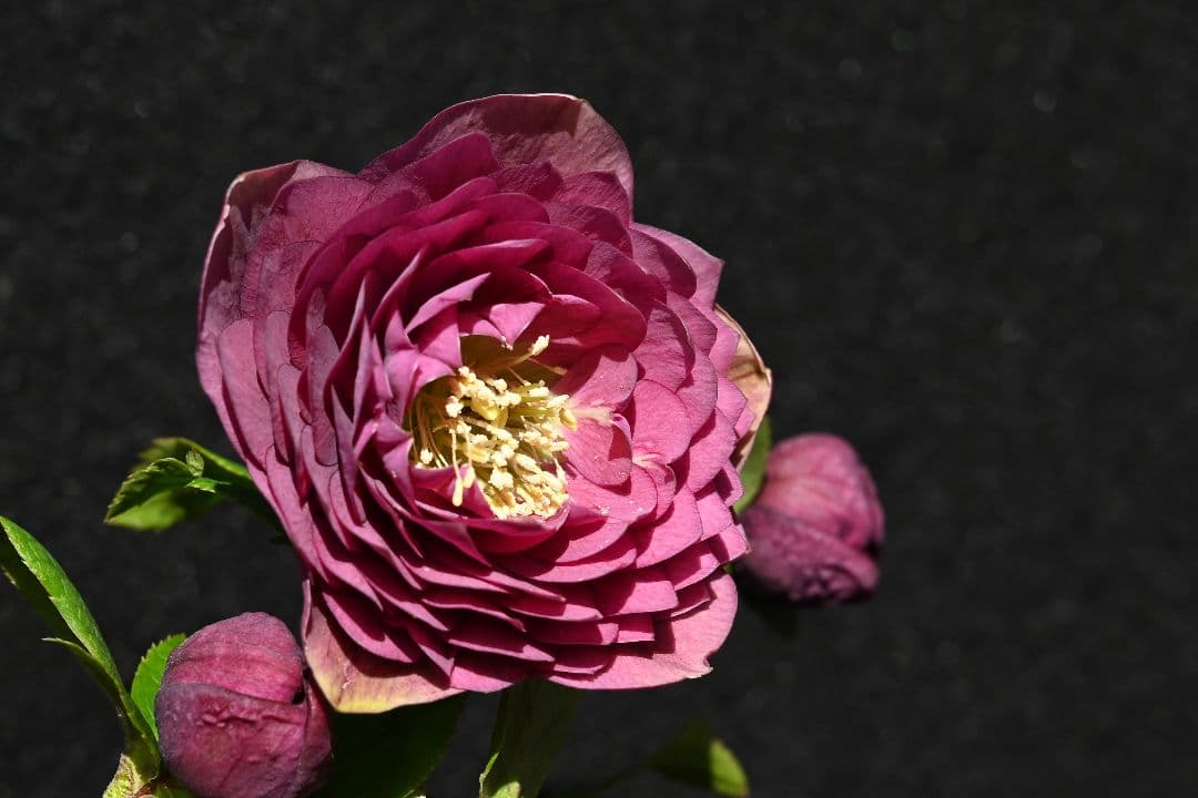 クリスマスローズ　認定アンティークアフロディーテ　加藤農園