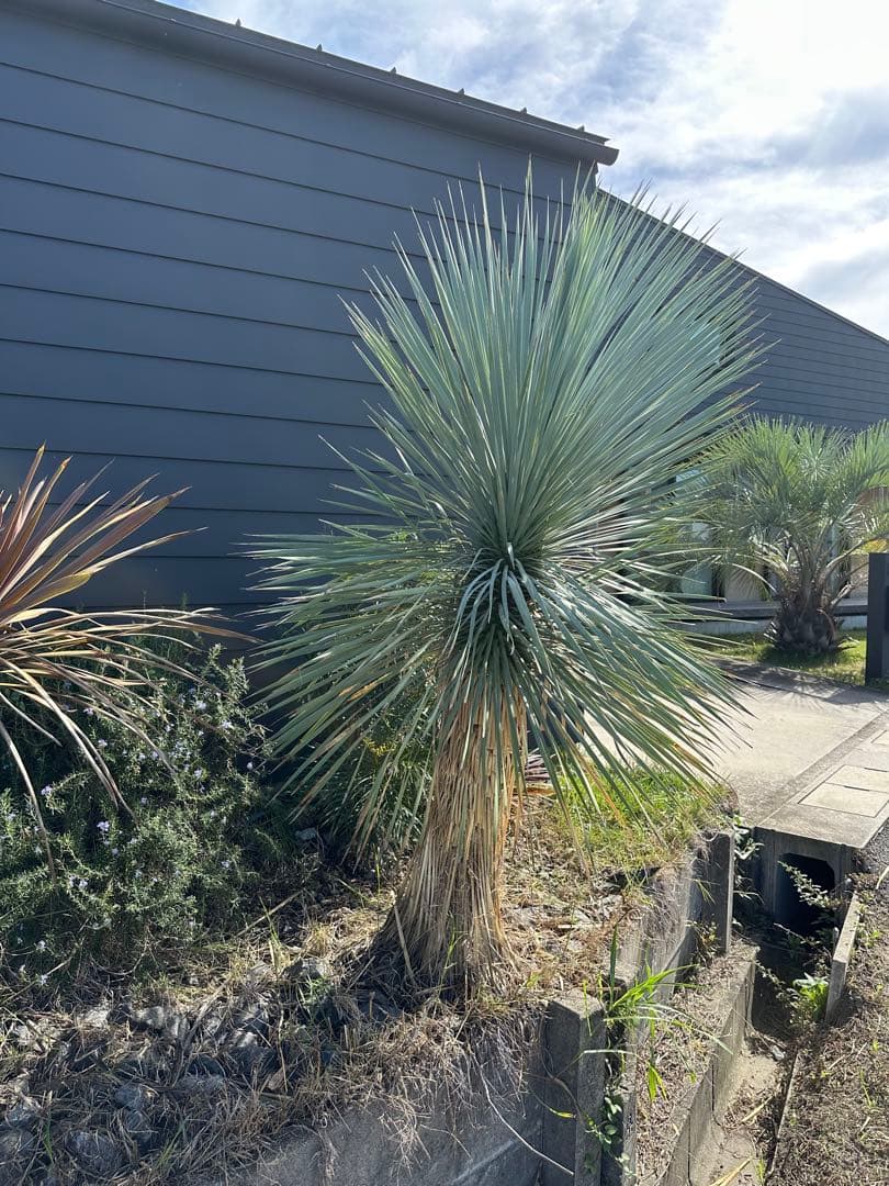 【高さ200 cm】ユッカロストラータ ブルーサンダー ロックガーデン ドライ