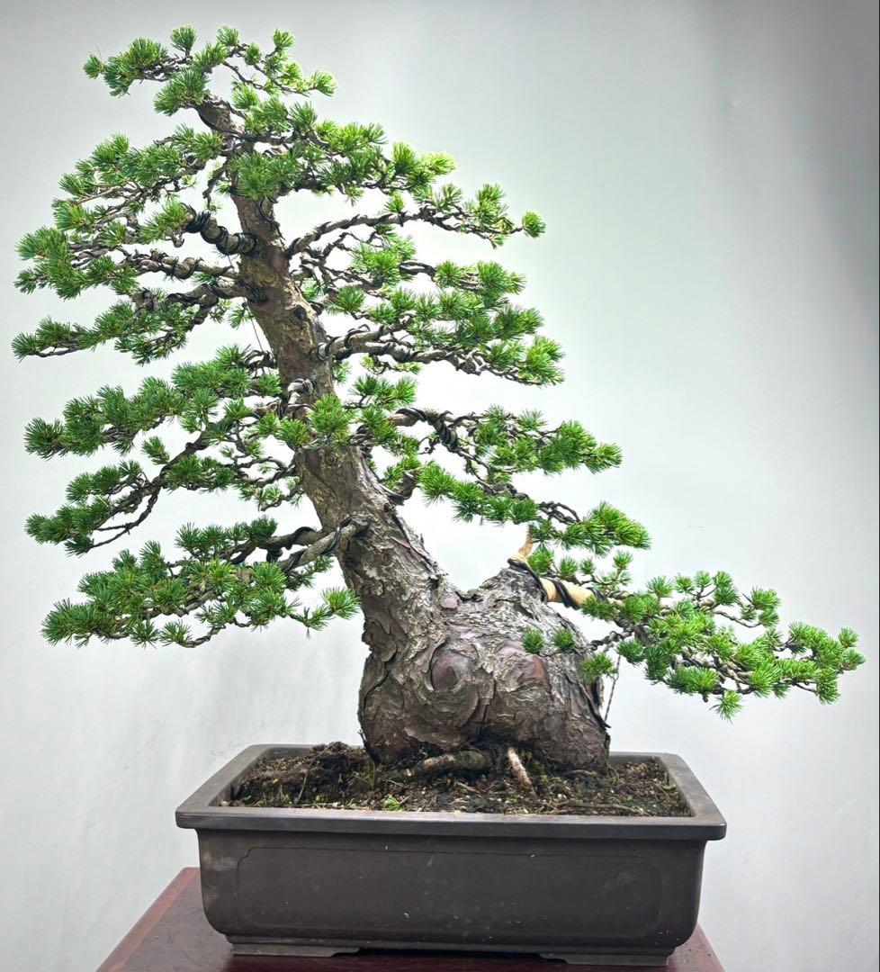 五葉松　瑞祥　激古　盆栽