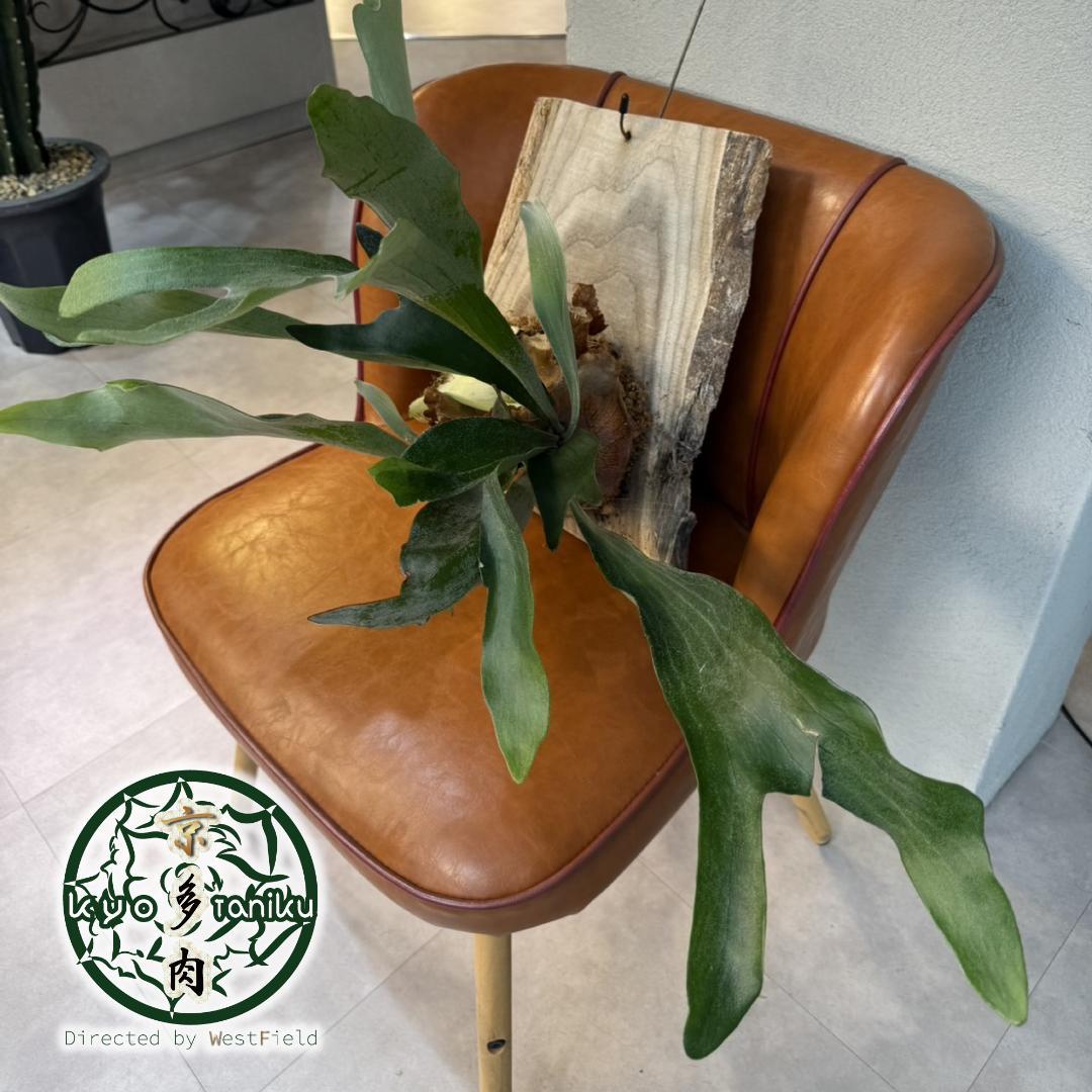 【匿名配送】板付きビカクシダ　3株あり　アルシコルネ　送料込み　アルキコルネ