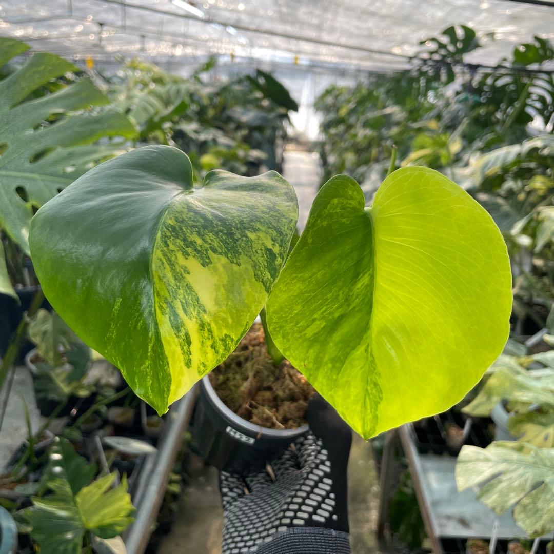 MS2 モンステラ　イエローマリリン　黄斑入り