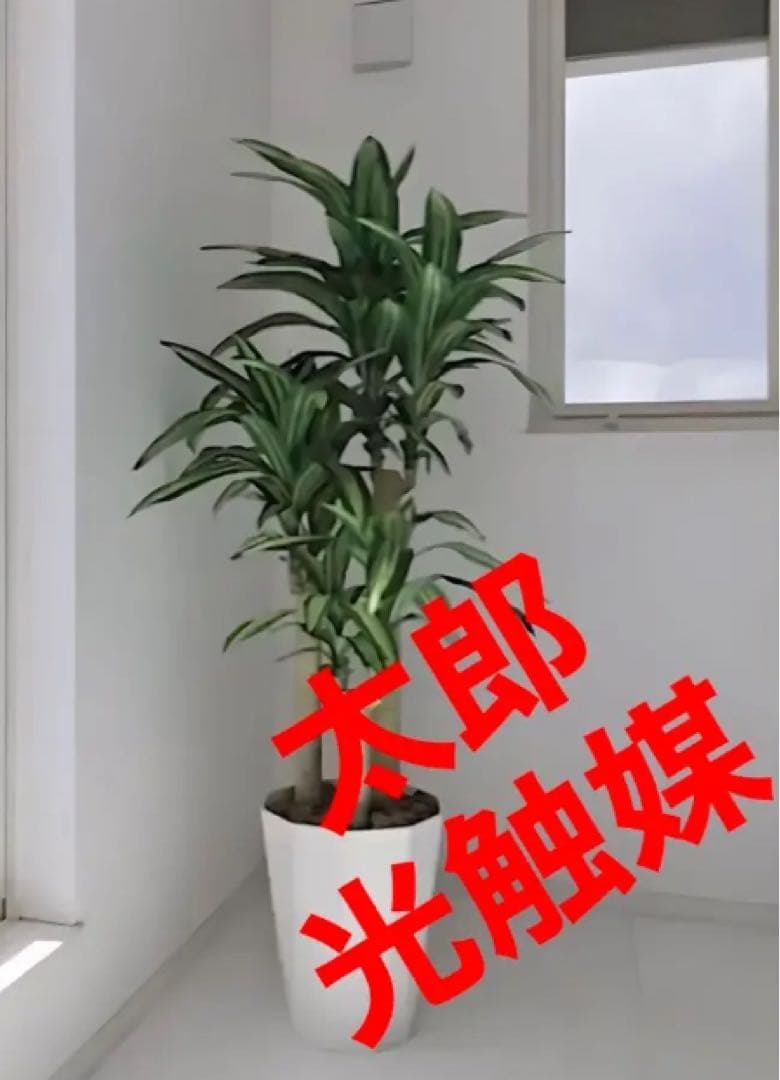 光触媒　人工観葉植物　フェイクグリーン　ドラセナ　幸福の木マッサン160