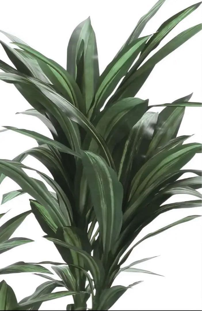 光触媒　人工観葉植物　フェイクグリーン　ドラセナ　幸福の木マッサン160