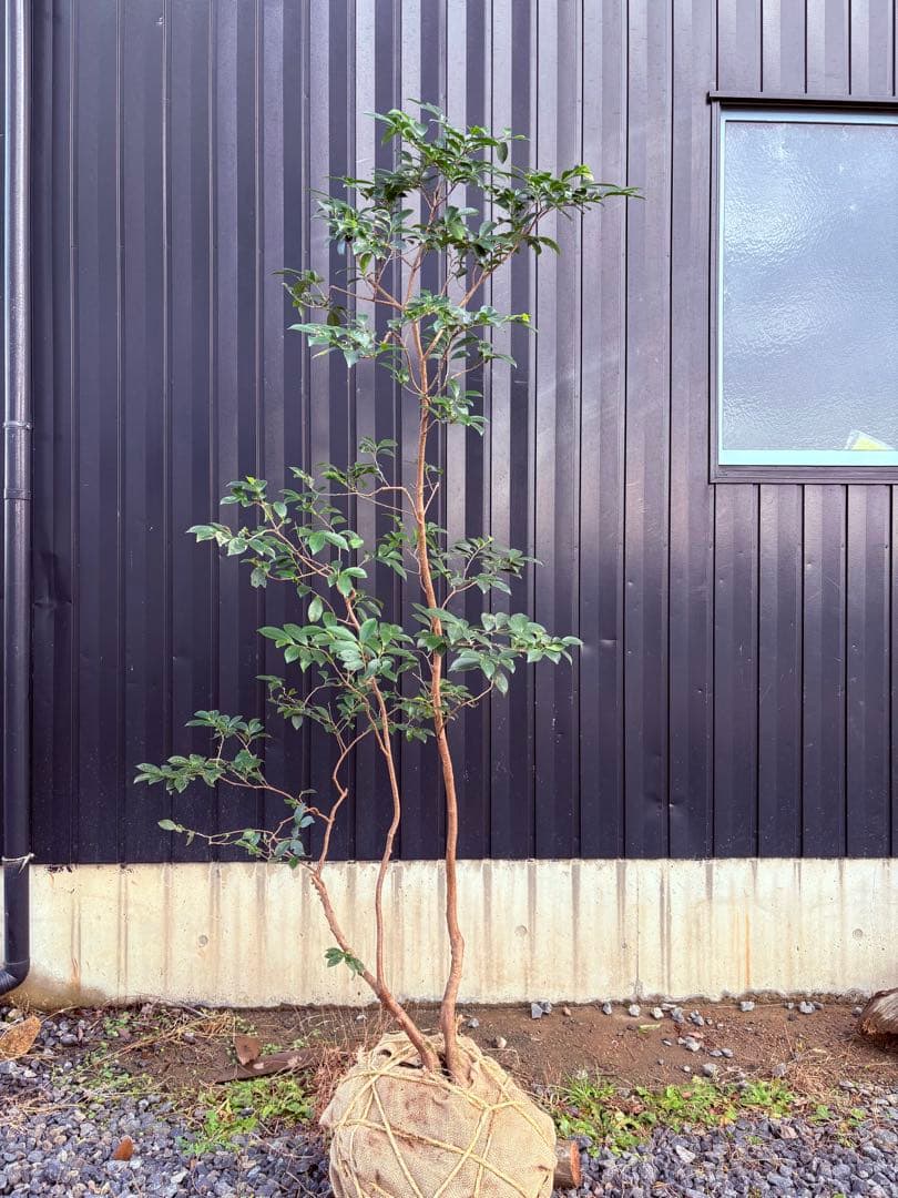 54 天然山採り　ヒサカキ