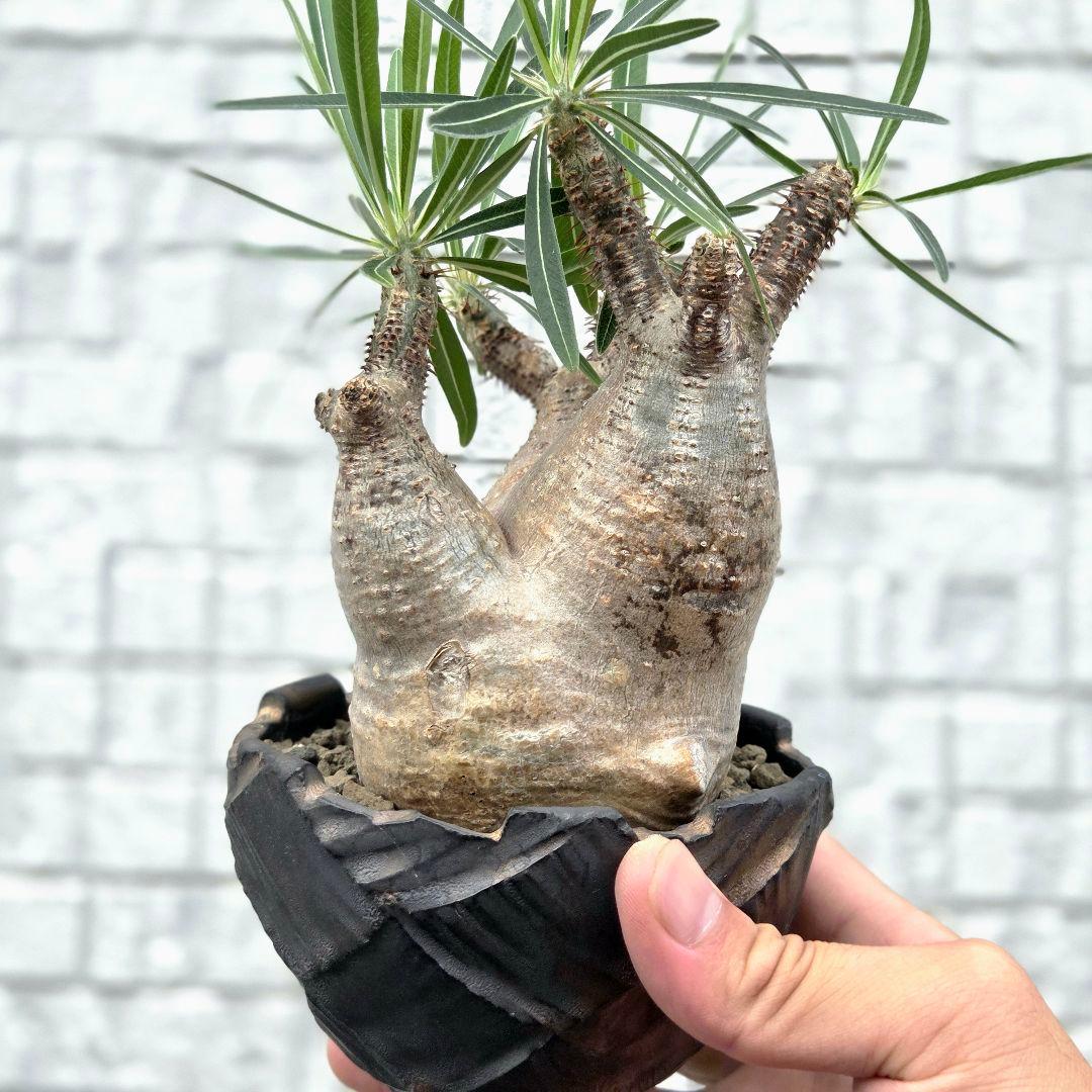 美形3頭 パキポディウム・グラキリス 現地球