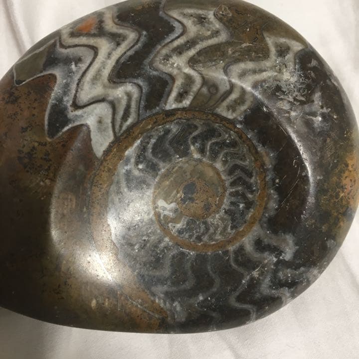 アンモナイト 本物