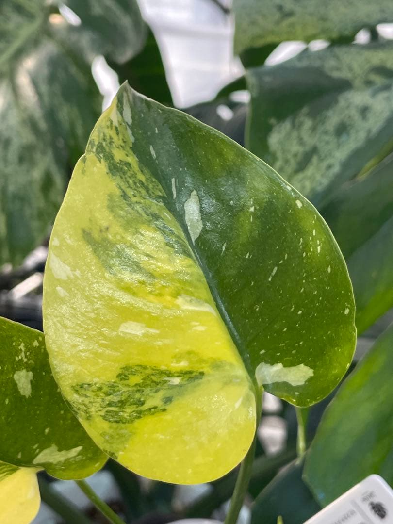 1モンステラ　ミラクル　タイコンステレーション