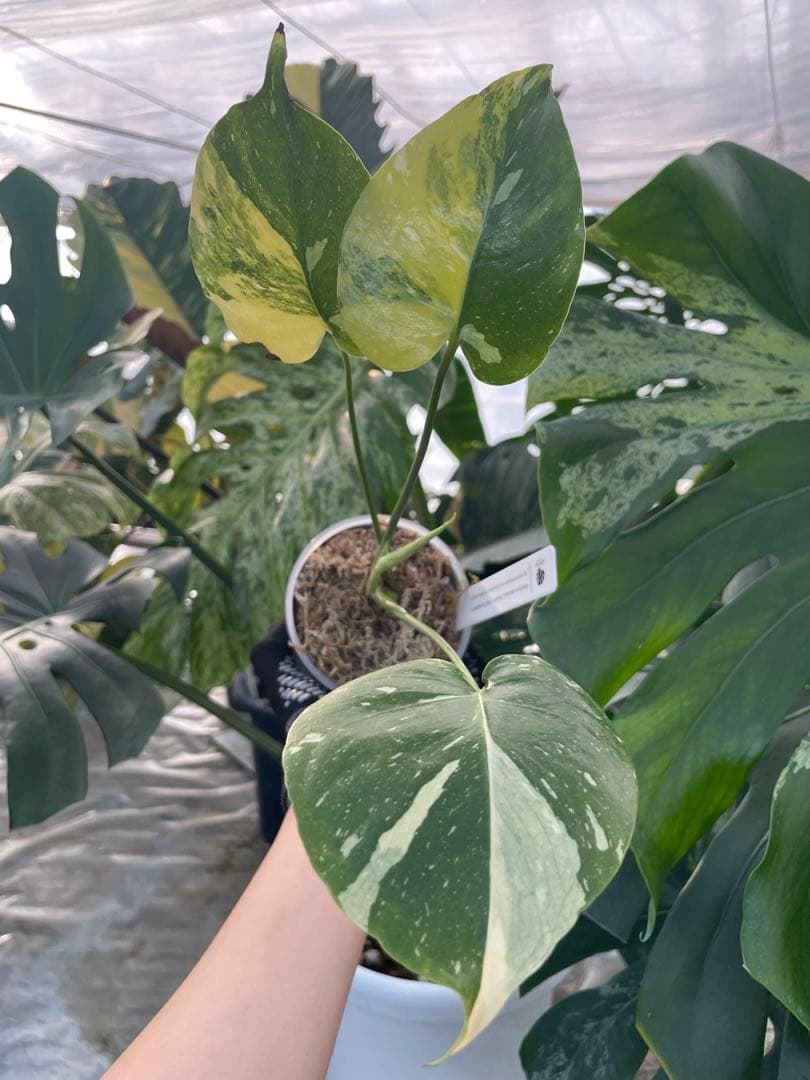 1モンステラ　ミラクル　タイコンステレーション