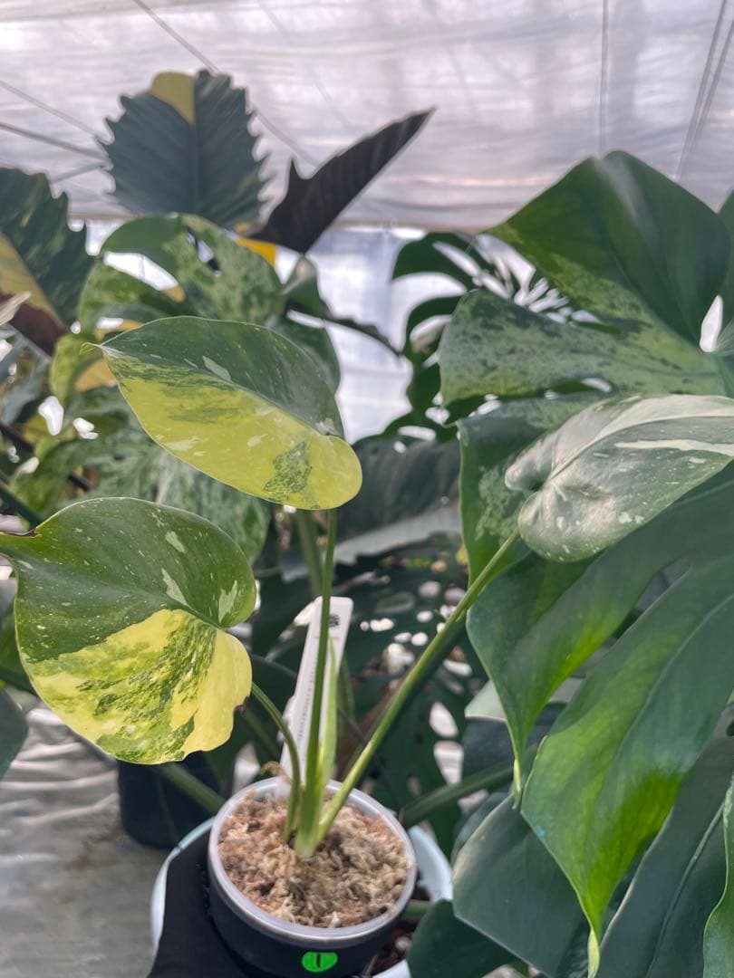 1モンステラ　ミラクル　タイコンステレーション