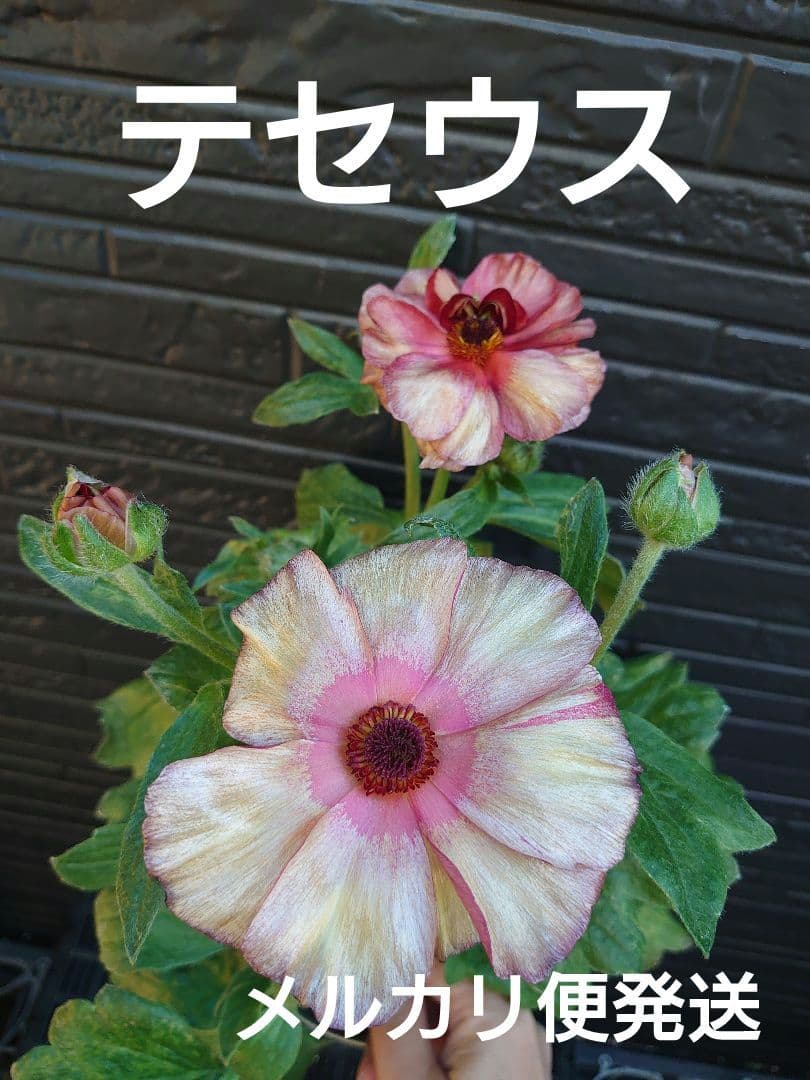 ラナンキュラスラックス　テセウス　希少　開花鉢