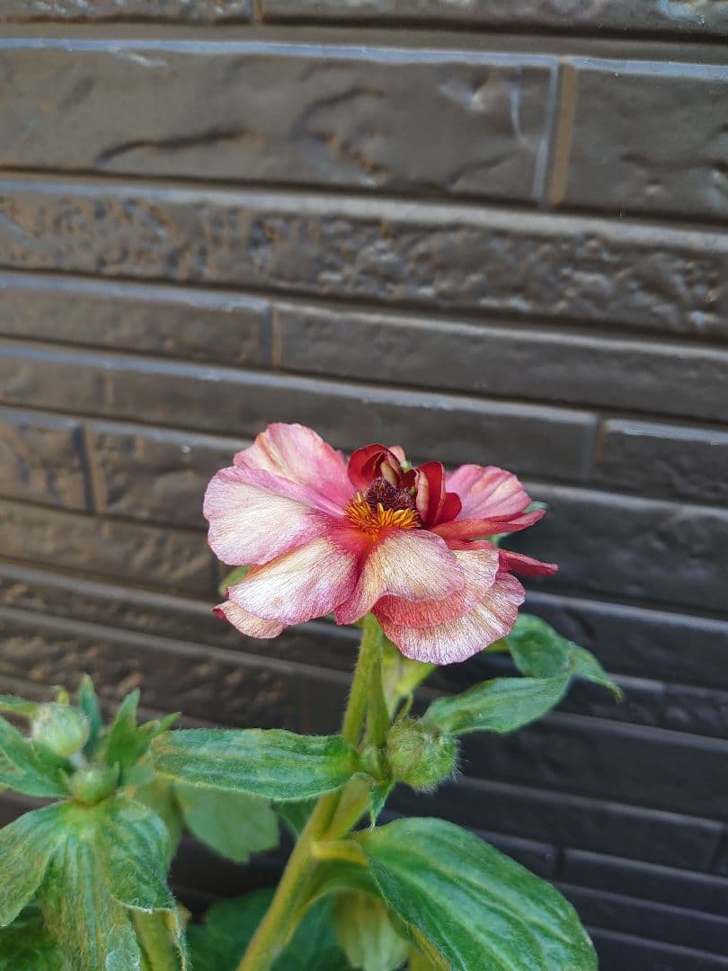 ラナンキュラスラックス　テセウス　希少　開花鉢