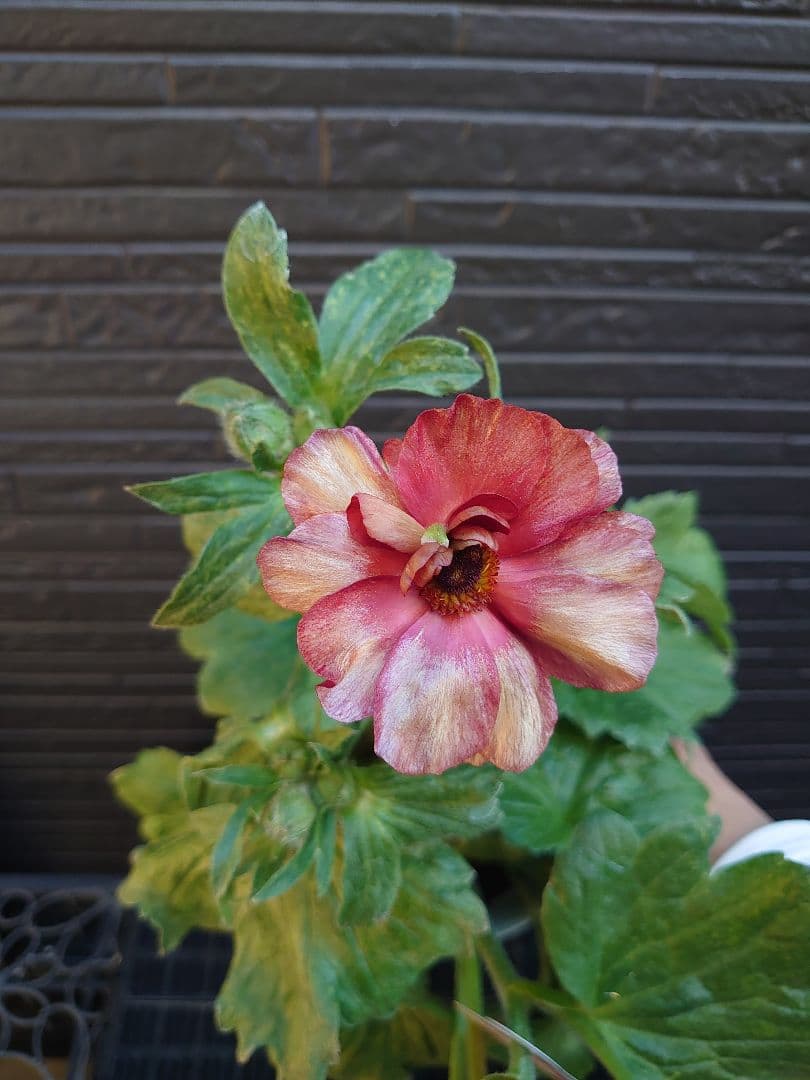 ラナンキュラスラックス　テセウス　希少　開花鉢