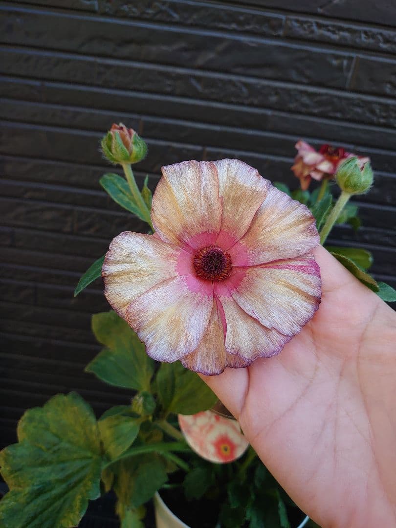 ラナンキュラスラックス　テセウス　希少　開花鉢