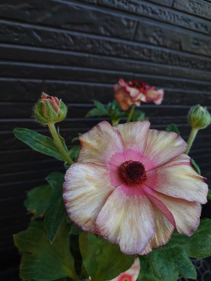 ラナンキュラスラックス　テセウス　希少　開花鉢