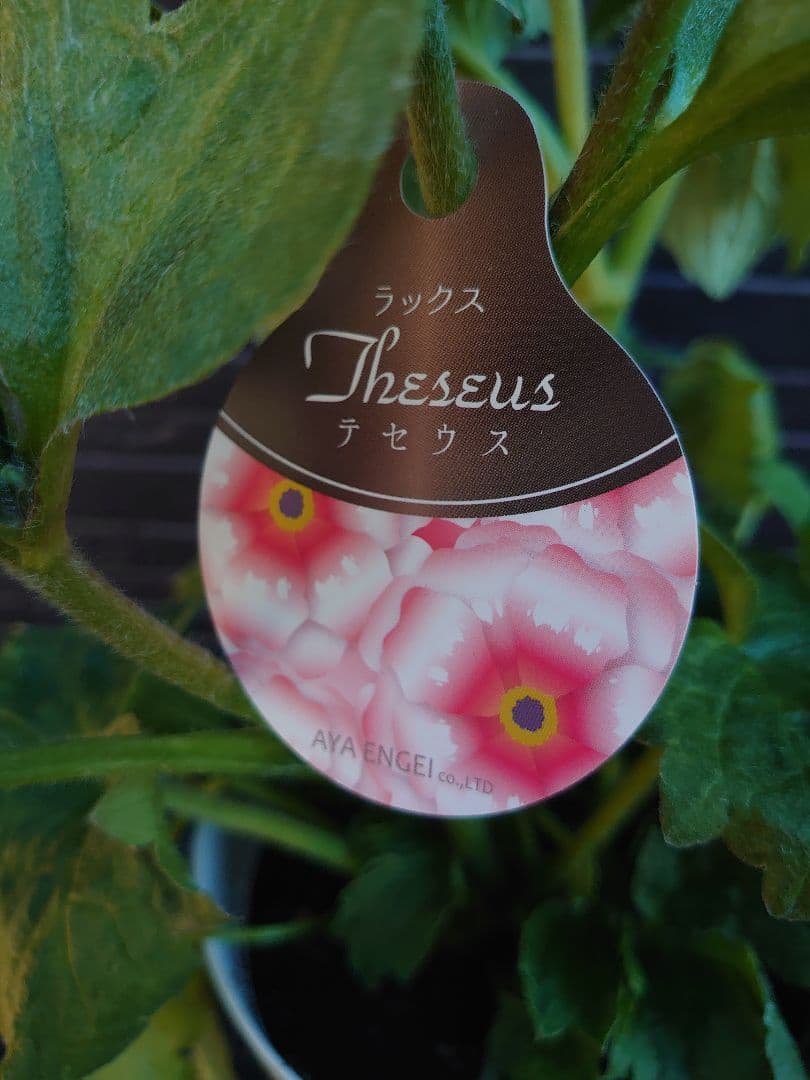 ラナンキュラスラックス　テセウス　希少　開花鉢