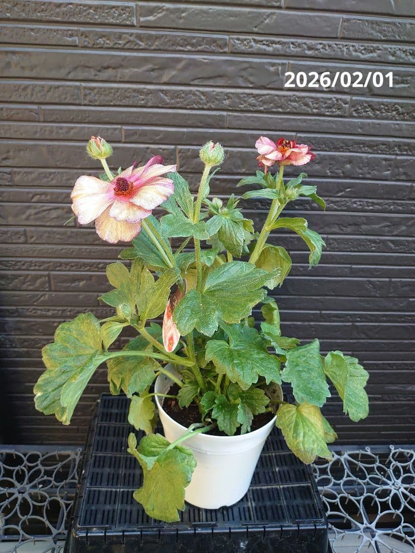 ラナンキュラスラックス　テセウス　希少　開花鉢