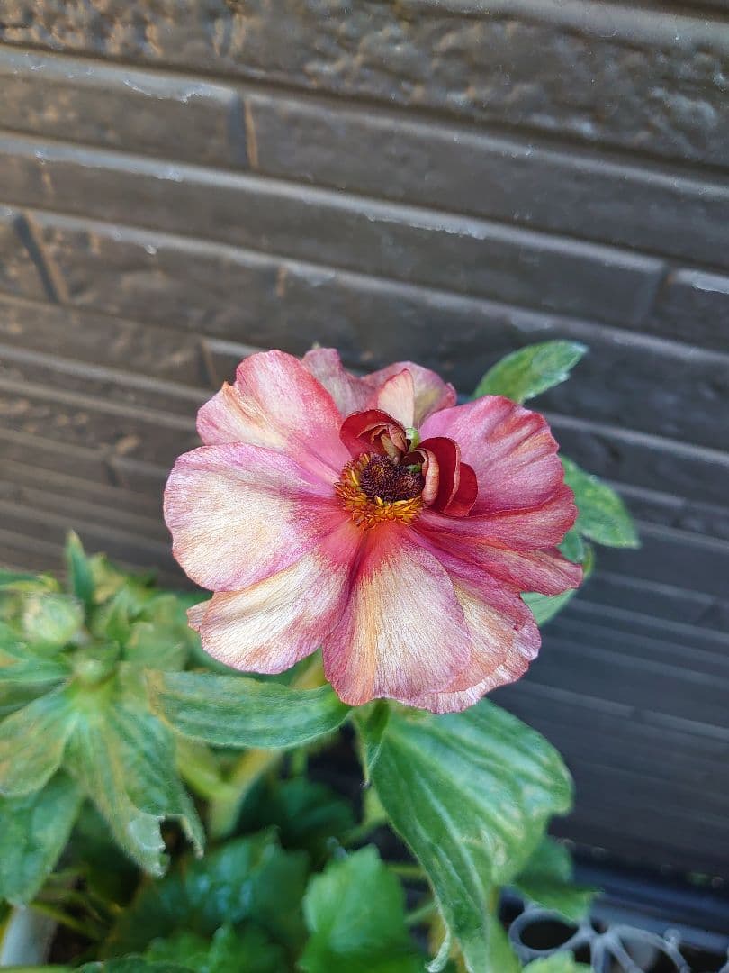 ラナンキュラスラックス　テセウス　希少　開花鉢