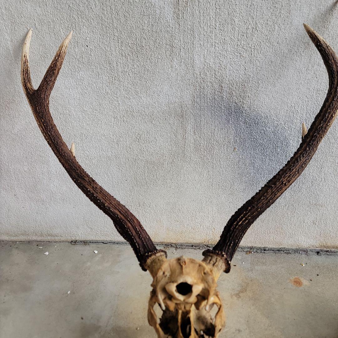 日本鹿　ハンティングトロフィー
