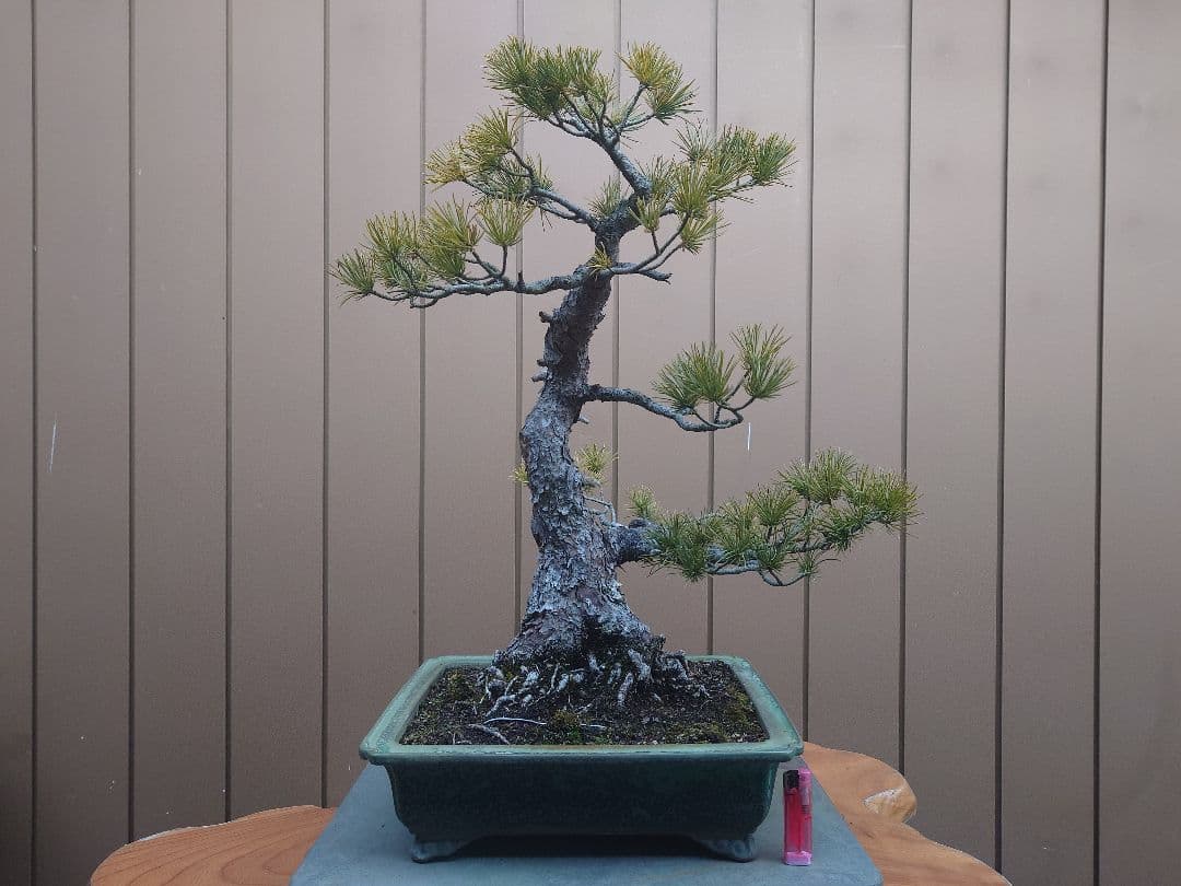 盆栽　五葉松　樹高57cm