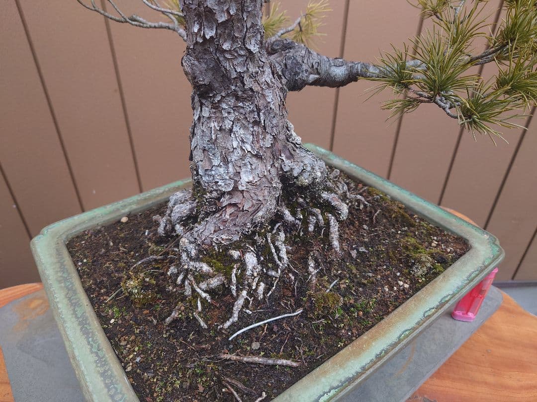 盆栽　五葉松　樹高57cm