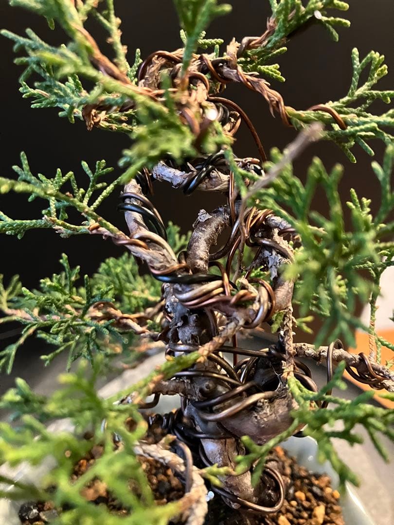 糸魚川真柏　真柏　盆栽