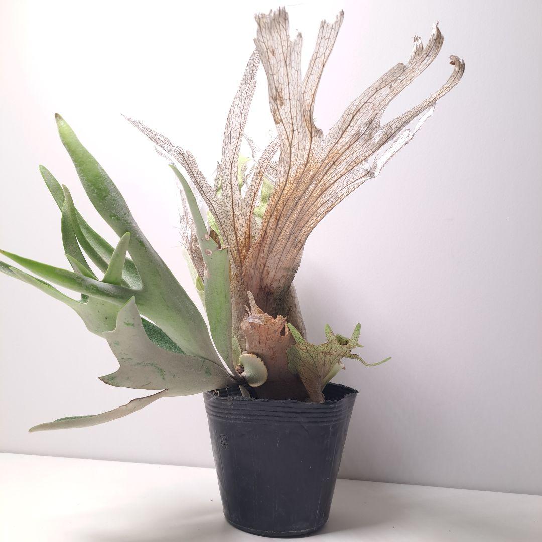P.veitchii 大株 ビカクシダ 現品 観葉植物