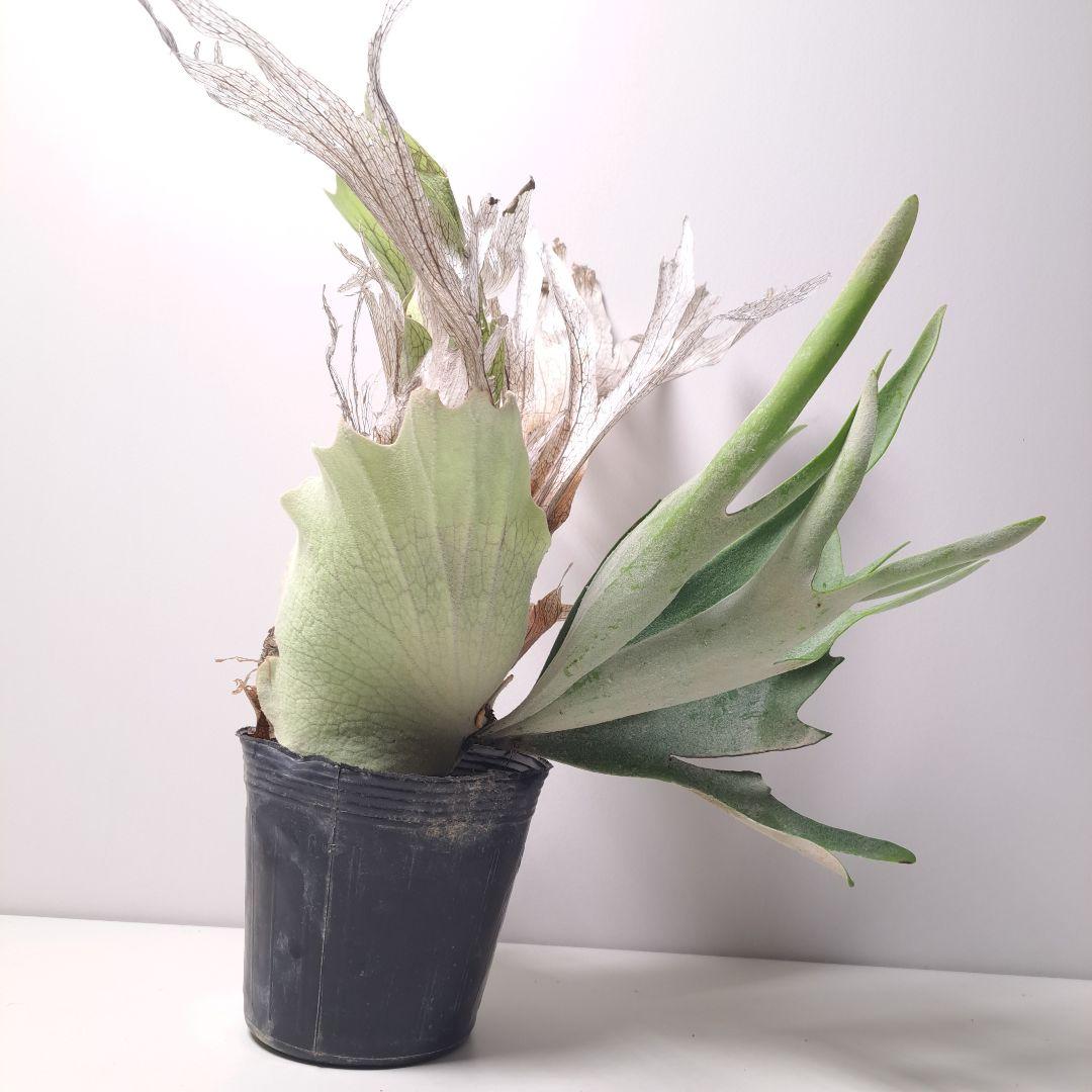 P.veitchii 大株 ビカクシダ 現品 観葉植物
