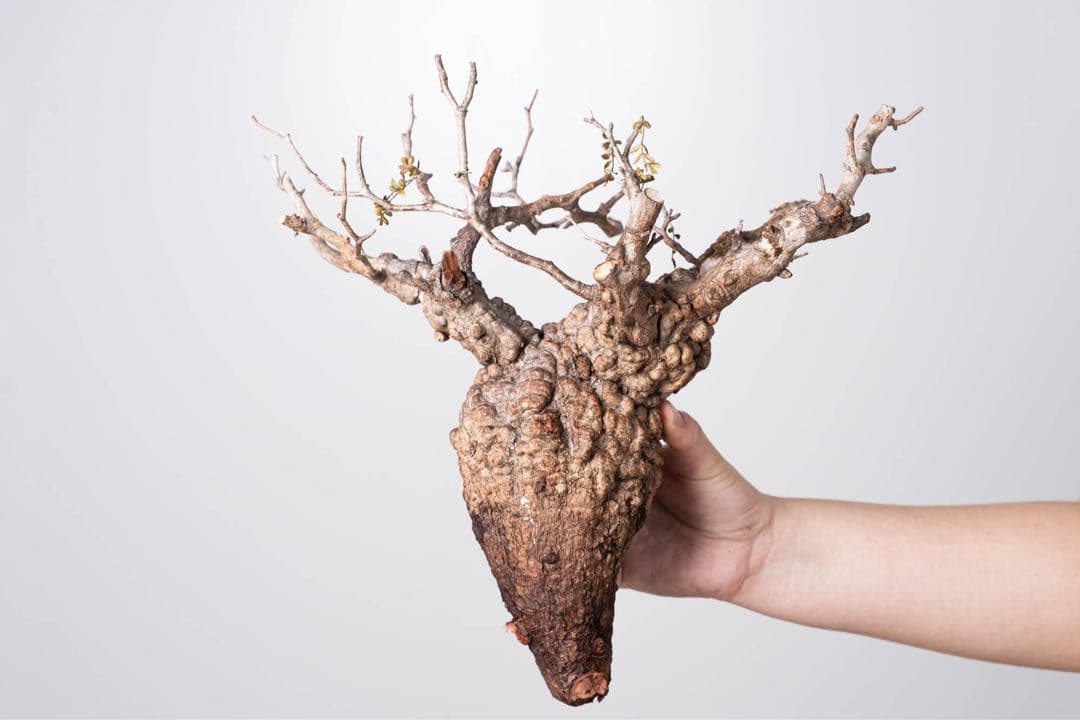 KP112 オペルクリカリア パキプス コーデックス ベアルート株　枝カット済み