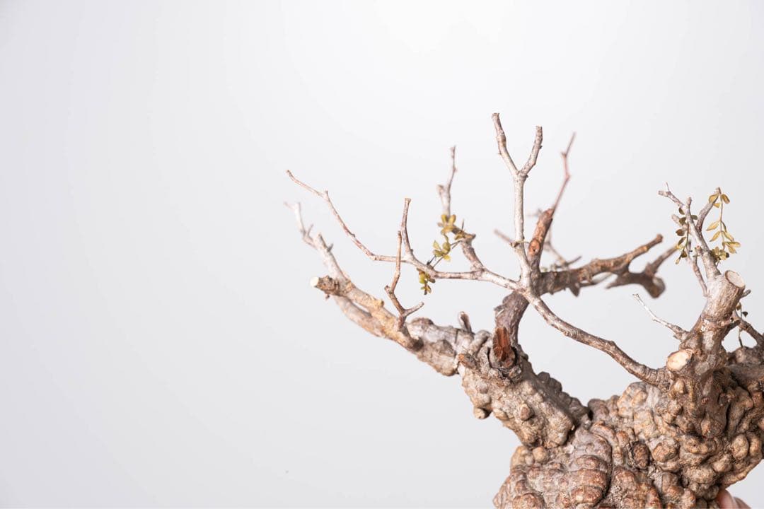 KP112 オペルクリカリア パキプス コーデックス ベアルート株　枝カット済み