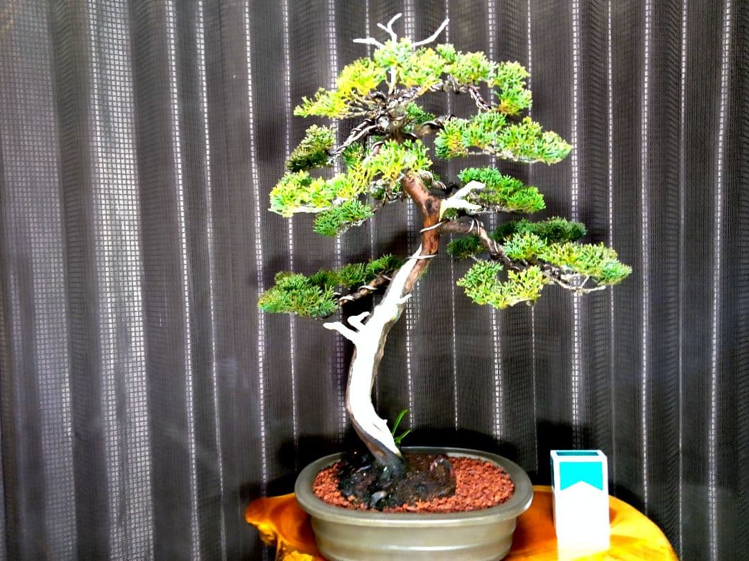 【中品　真柏盆栽】　　　　　⭕お薦め品❗樹高48㎝