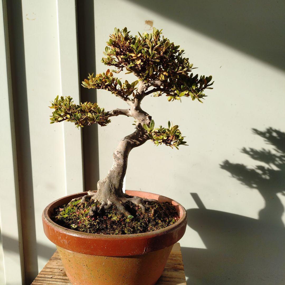 皐月盆栽　日光