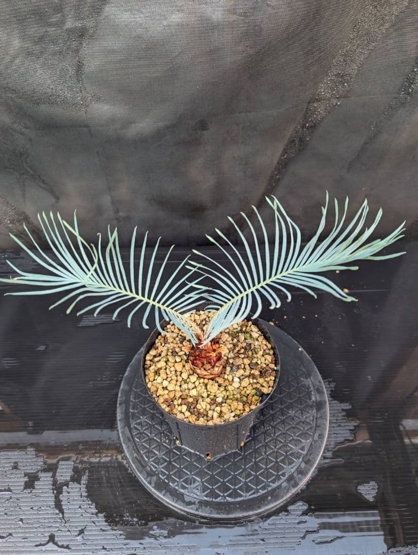 決算創業祭 お買い得 サイカス カイルンシアナ ブルー