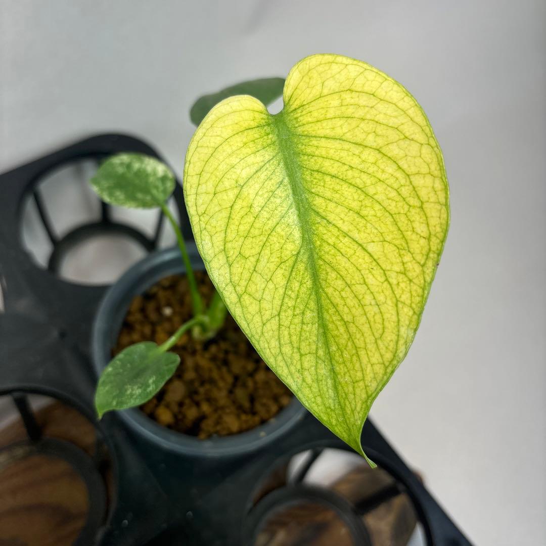 ぴ*く様 5株セットms40【特別選抜】ホワイトモンスター／天津蘭 モンステラ斑