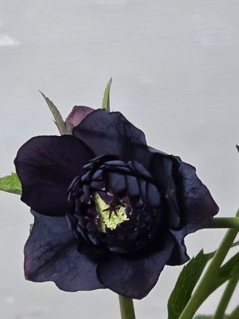 ☆広瀬園芸☆クリスマスローズ☆4.5号鉢☆