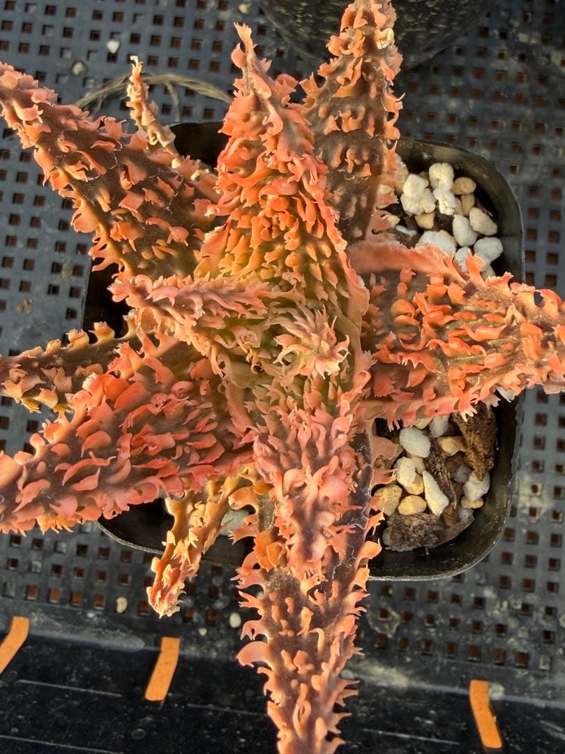 アロエ　ハイブリッド　“Lion Queen”Aloe hybrid 子株第四種