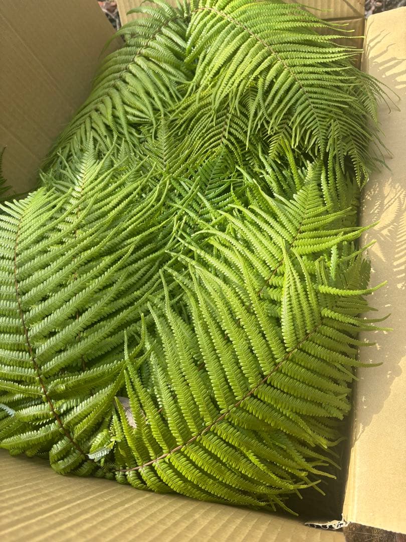 ウラジロ　250枚　エディブルフラワー　飾り葉