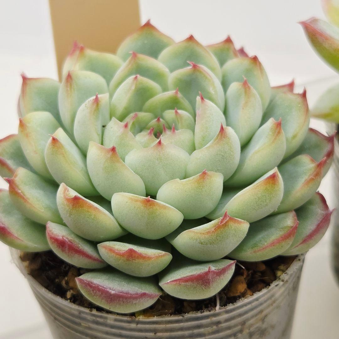 ㊹大きめ ももホイップ❣️ミニマカロン交❣️ルーフ交配❣️発根済6苗メルカリ便込