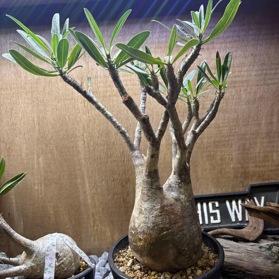 塊根植物　パキポディウ　グラキリス　良株