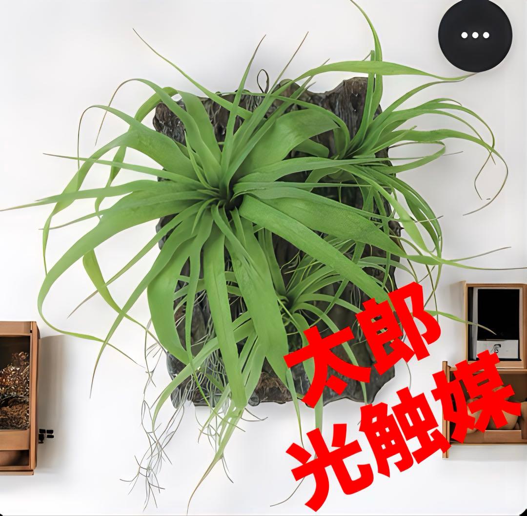 光触媒　人工観葉植物　ウォールグリーン　フェイクグリーン　チランジアデコ35