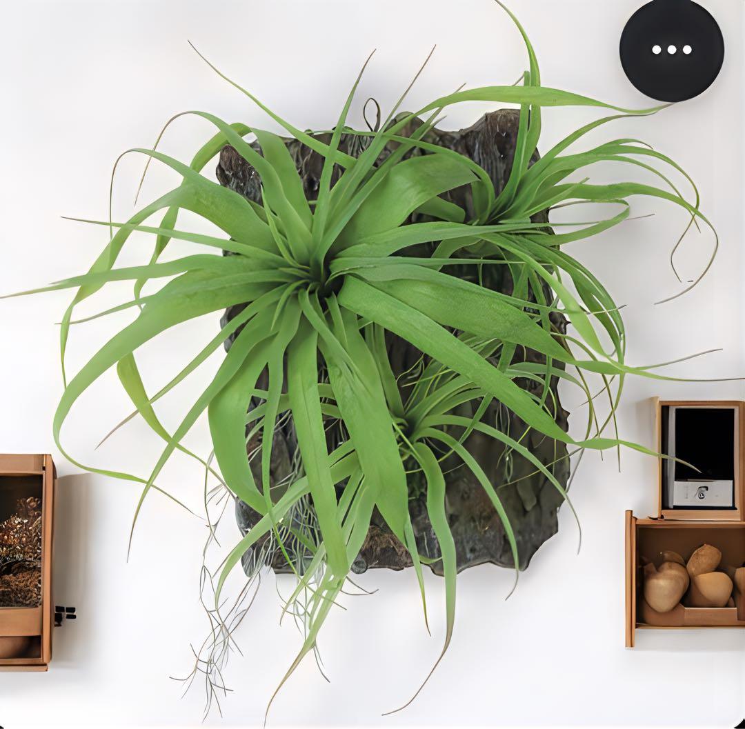 光触媒　人工観葉植物　ウォールグリーン　フェイクグリーン　チランジアデコ35