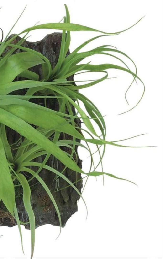 光触媒　人工観葉植物　ウォールグリーン　フェイクグリーン　チランジアデコ35