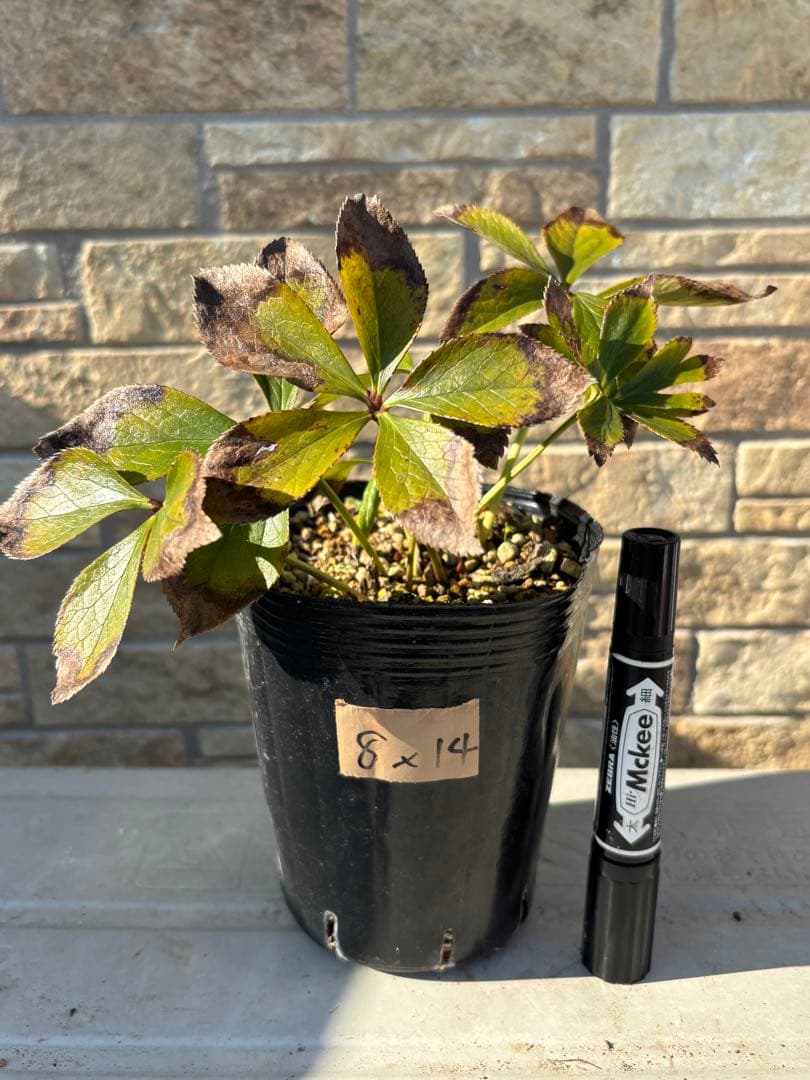 クリームオーレアエッジレッド×超多弁ピンク★クリスマスローズ交配苗開花年数経過株