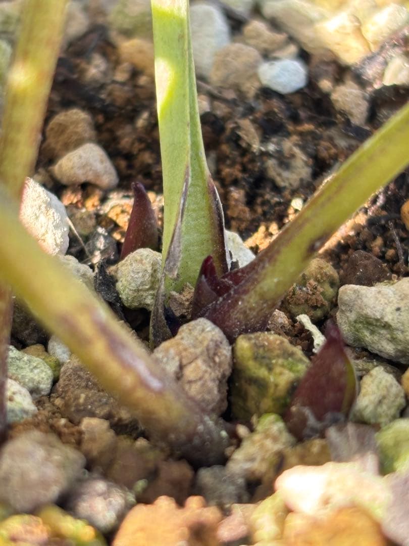 クリームオーレアエッジレッド×超多弁ピンク★クリスマスローズ交配苗開花年数経過株