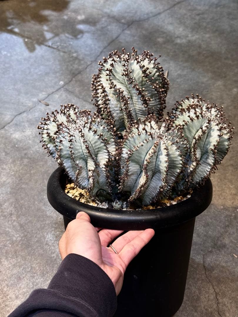 特白ホリダ　群生　ユーフォルビア　親株出品