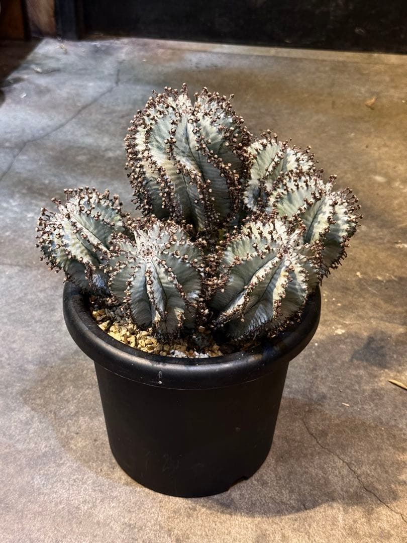 特白ホリダ　群生　ユーフォルビア　親株出品