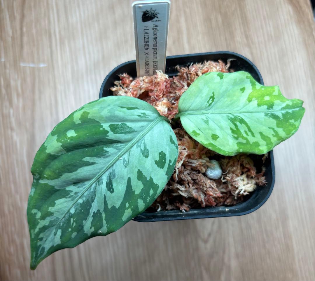 アグラオネマピクタム[KKF0122-f1-2/2] 正規タグ付き