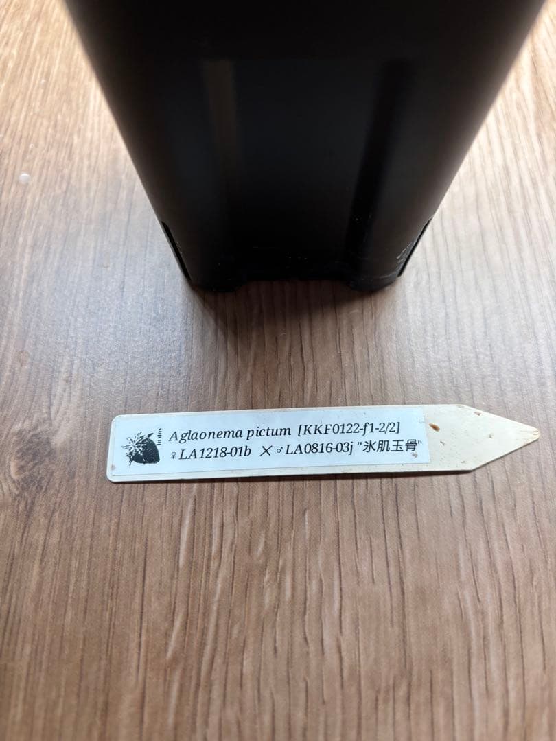 アグラオネマピクタム[KKF0122-f1-2/2] 正規タグ付き