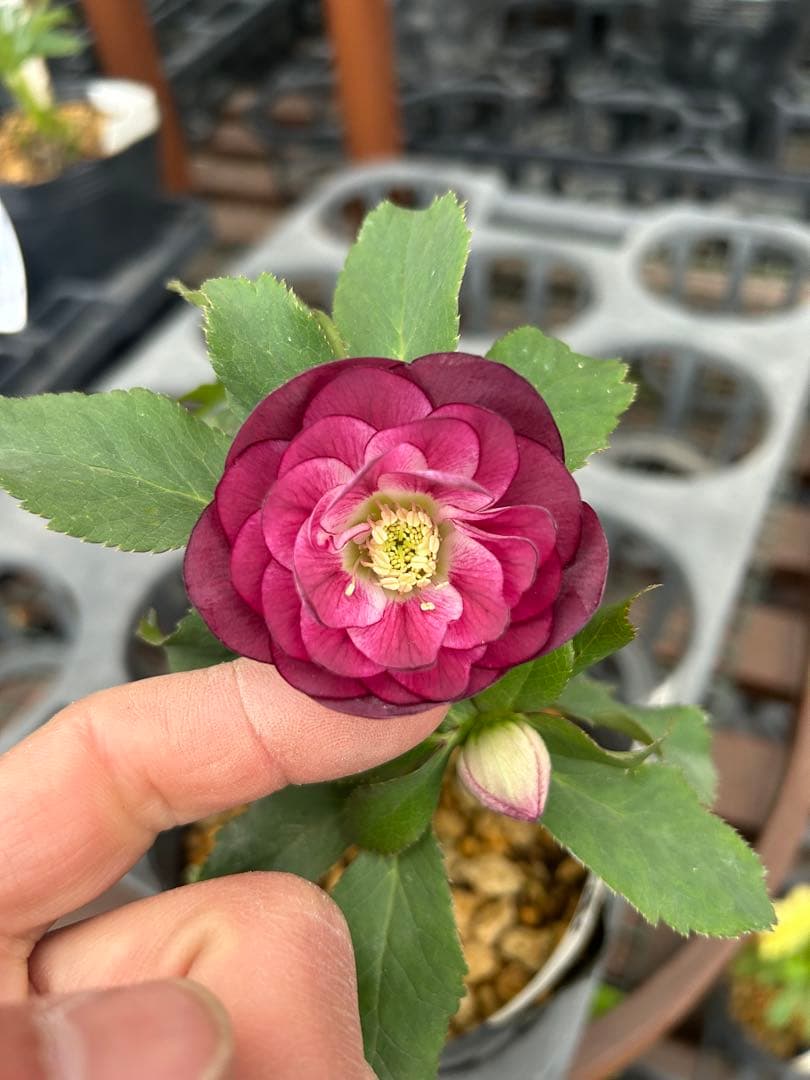 加藤農園 レッドエンジェル交配 クリスマスローズ 同梱可能