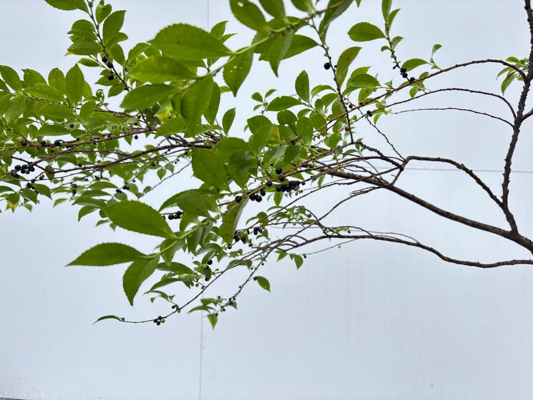 自然な樹形が美しい 山採りの ヒサカキ 678 樹高1.1m位 ヒメサカキ 姫榊